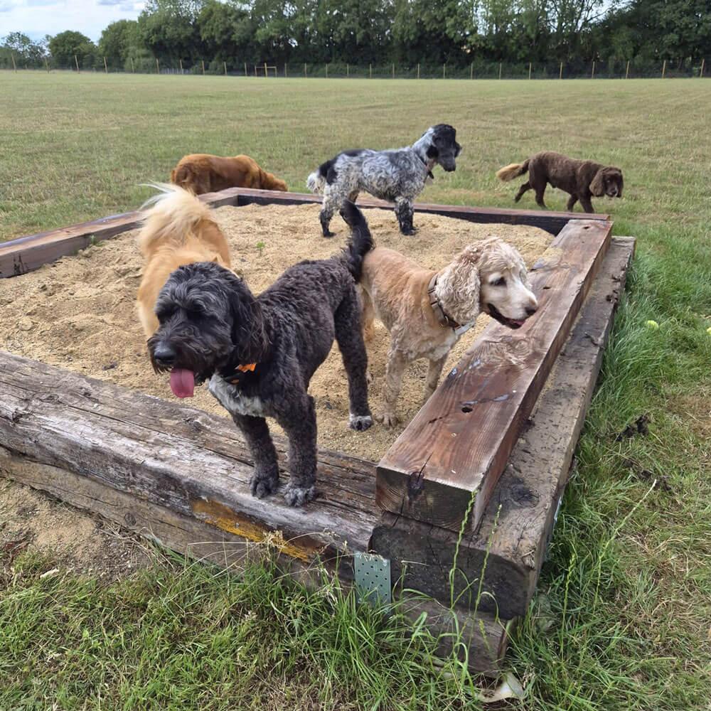 Dogs at High Hounds Dog Park