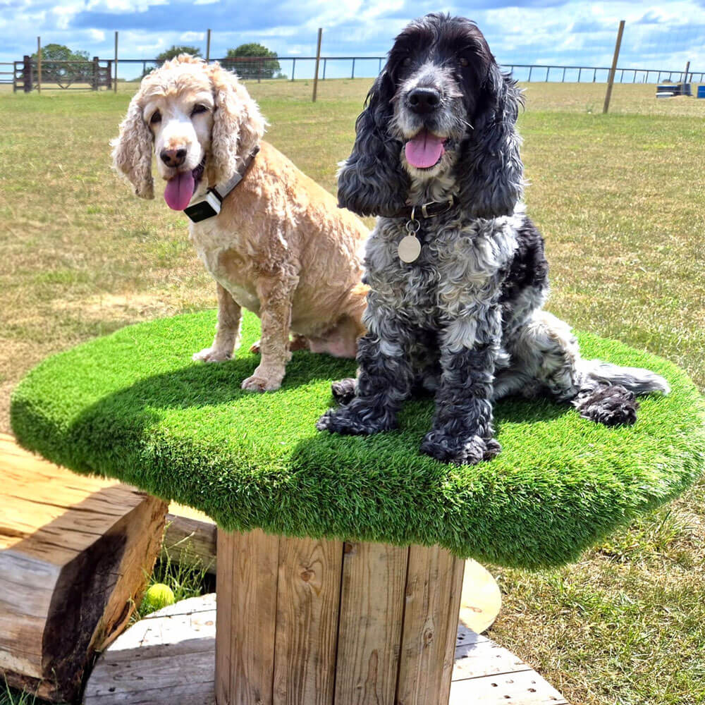 Book your session at High Hounds - Image 2